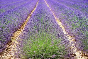 lavender field